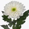 /published/publicdata/FLORA/attachments/SC/master/tmppro46_min_chrizantema belay.jpg